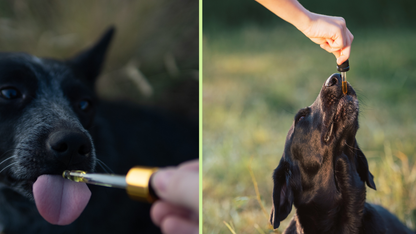 Strong Paws Blend (up to 2,000mg)